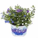 Bild von Festival Colours Lobelia P12 Mixpot P12